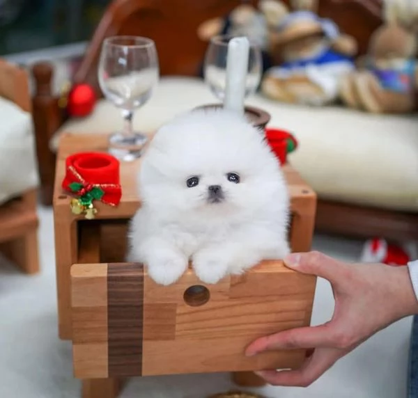 Regalo Bianca Pomeranian toy  | Foto 1
