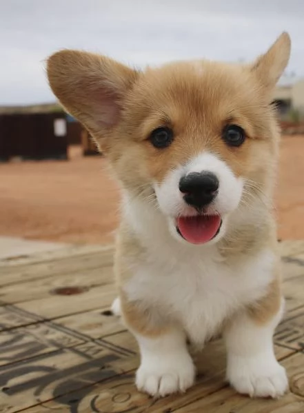 Regalo Welsh corgi  pure