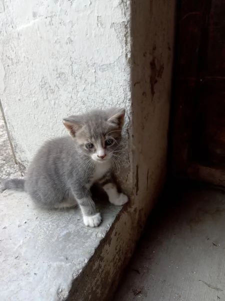 Regalo gattina