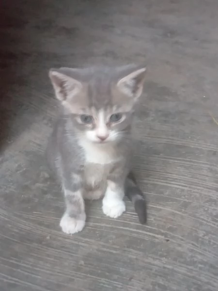Regalo gattina | Foto 2
