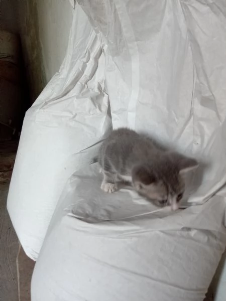 Regalo gattina | Foto 1