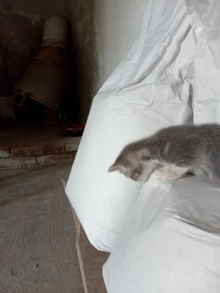 Regalo gattina | Foto 0