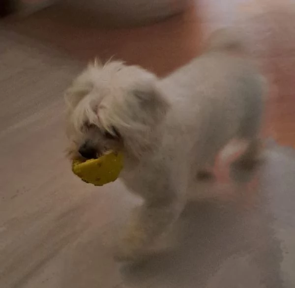 Cane maltese 