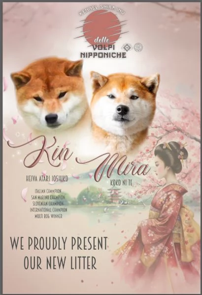 SHIBA INU PEDIGREE ENCIagraveFCI