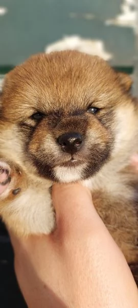 SHIBA INU PEDIGREE ENCIagraveFCI | Foto 2