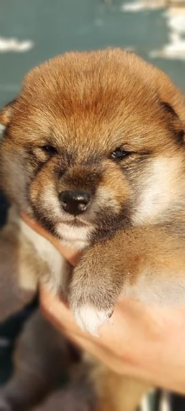 SHIBA INU PEDIGREE ENCIagraveFCI | Foto 1