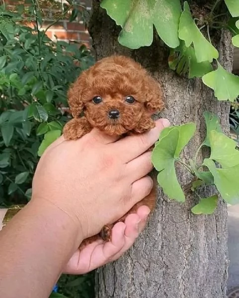 Regalo barboncino toy red maschio o femmina | Foto 0