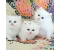 Dolcissimi Eccezionali gattini Munchkin