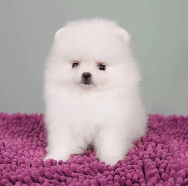Regalo Pomeranian toy maschio e femmina  | Foto 2