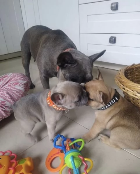 Regalo  bouledogue | Foto 0