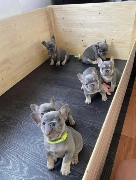 Regalo  bouledogue