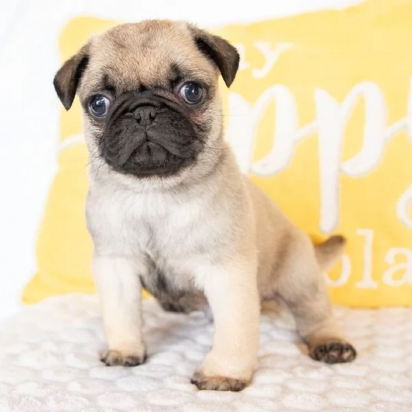 Dolce carlino toy 