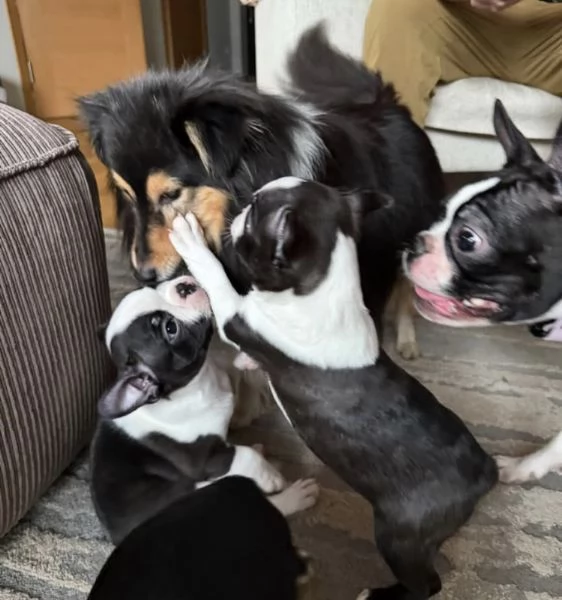 Regalo Boston terrier  | Foto 0