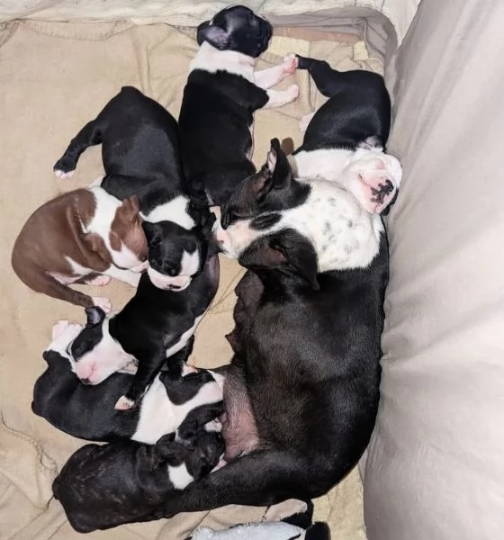 Regalo Boston terrier 