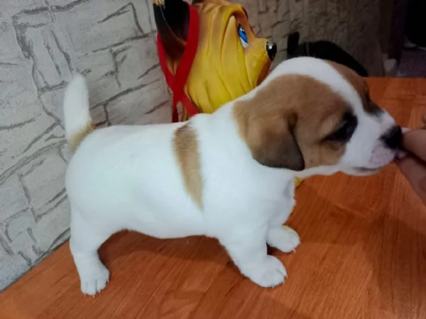 Regalo jack Russell  | Foto 0