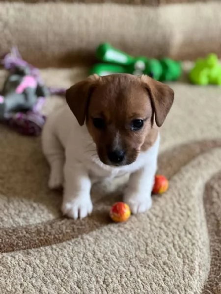Regalo jack Russell 