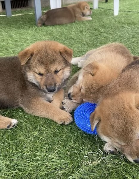 Regalo Shiba Inu maschio e femmina | Foto 0