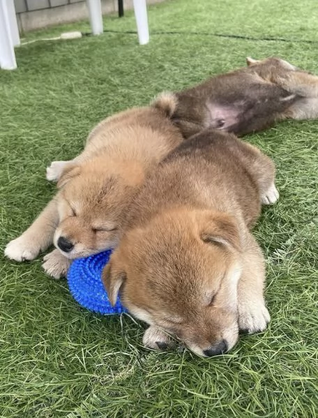 Regalo Shiba Inu maschio e femmina