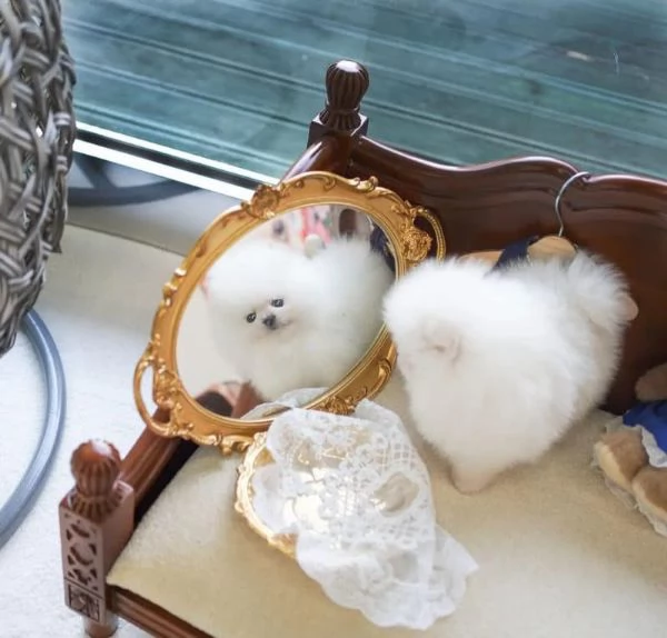 Regalo  Pomeranian toy maschio e femmina | Foto 0