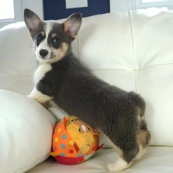 Regalo  Welsh corgi nana maschio e femmina | Foto 0