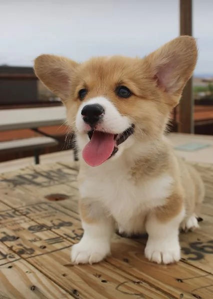 Regalo  Welsh corgi nana maschio e femmina