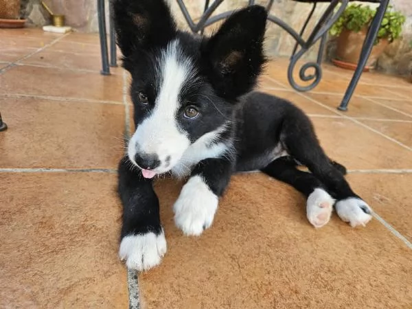 Regalo border collie 
