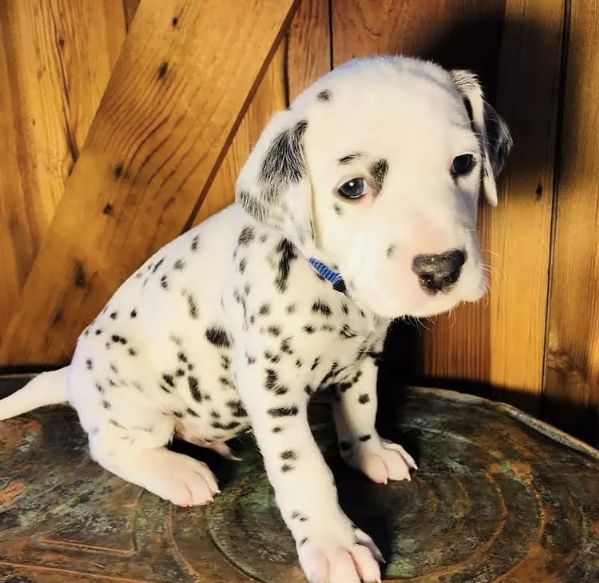 Regalo  Dalmata