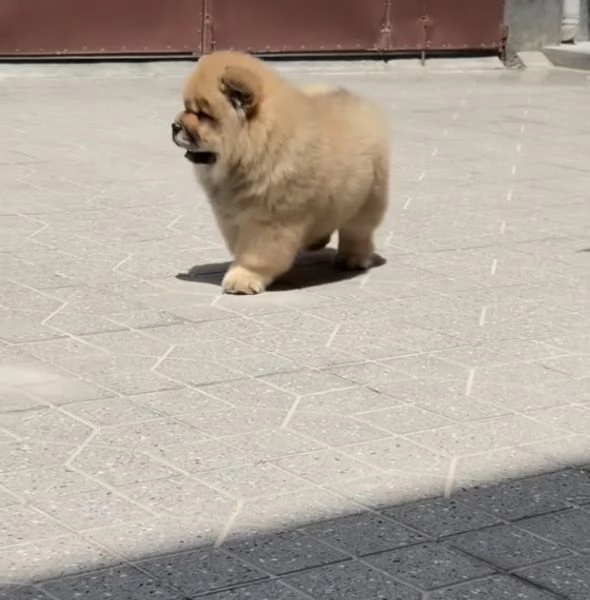 Regalo  chow chow  maschio e femmina | Foto 0