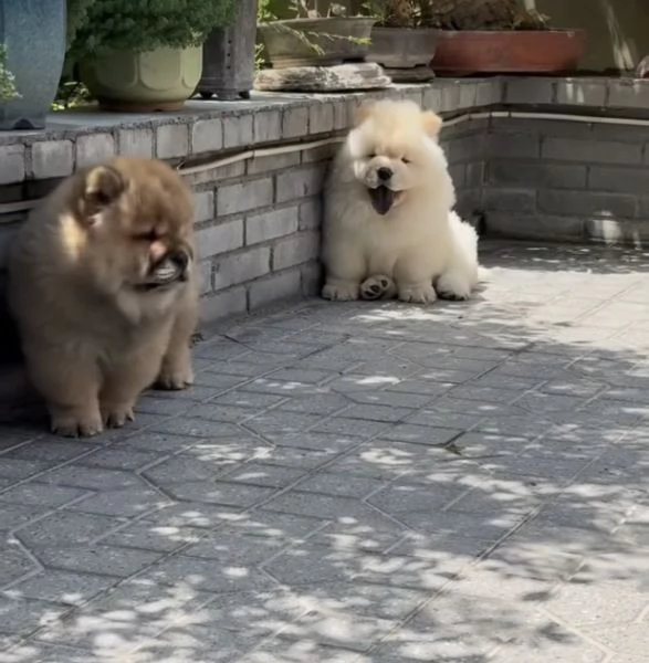 Regalo  chow chow  maschio e femmina