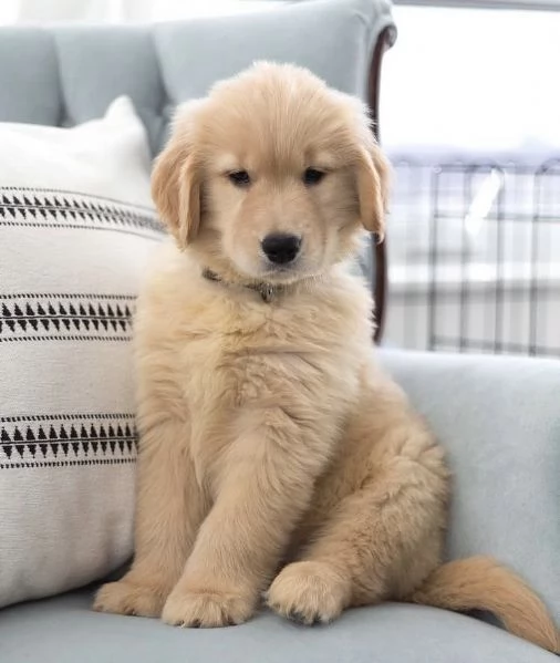 Regalo  golden retriever 