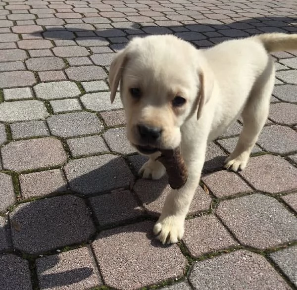 Regalo  Labrador maschio e femmina  | Foto 2
