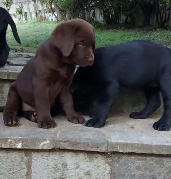 Regalo  Labrador maschio e femmina  | Foto 1