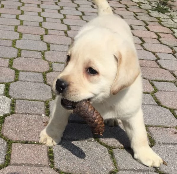 Regalo  Labrador maschio e femmina  | Foto 0