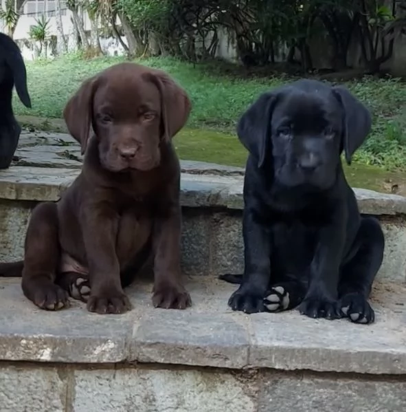Regalo  Labrador maschio e femmina 