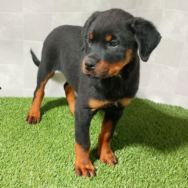 Cucciolo Rottweiler 