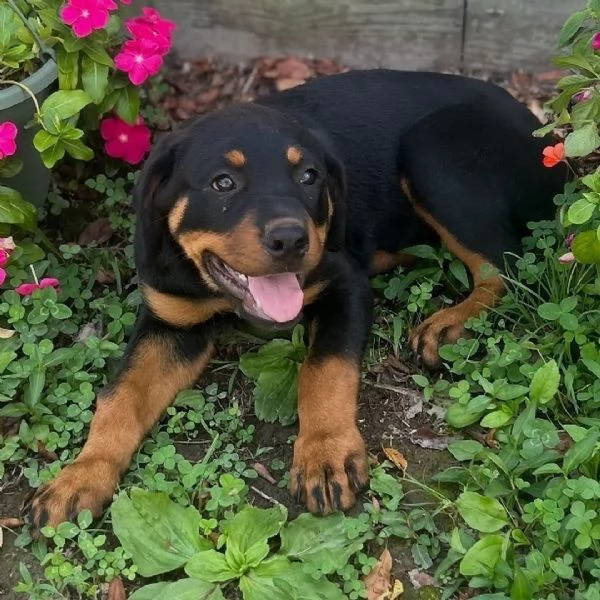 Cucciolo Rottweiler  | Foto 0