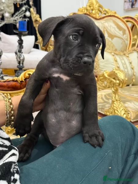 REGALO CANE CANE CORSO MASCHIO E FEMMINA 