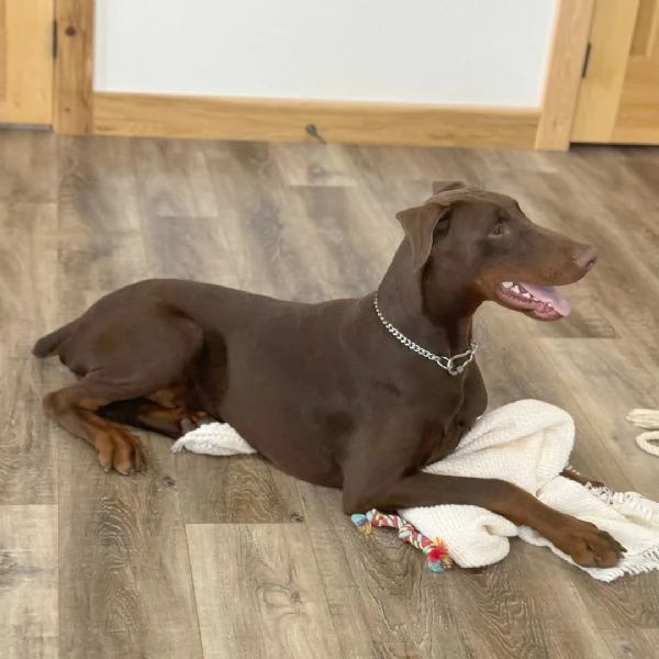 Cucciolo Doberman  maschio e femmina disponibili | Foto 0