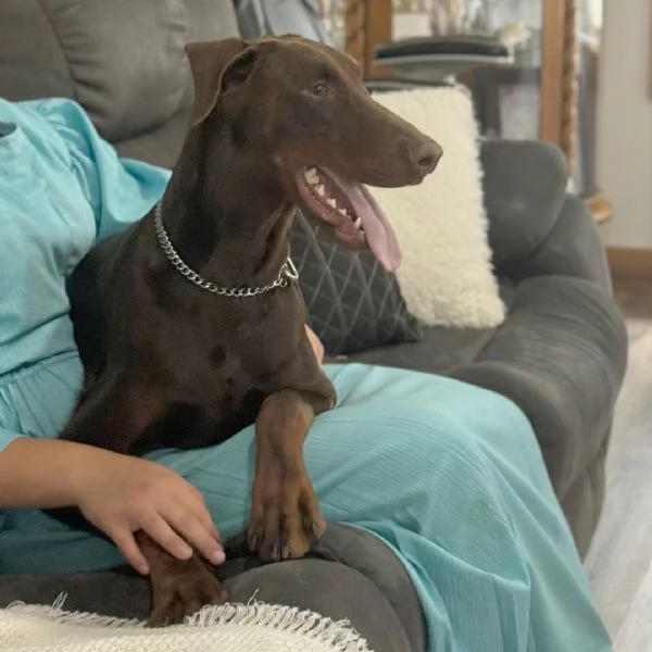 Cucciolo Doberman  maschio e femmina disponibili