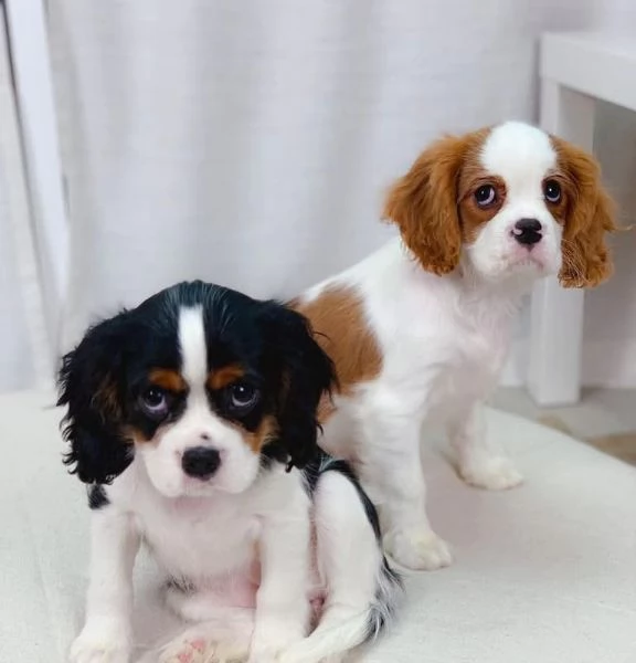 Regalo  cavalier King Charles | Foto 0