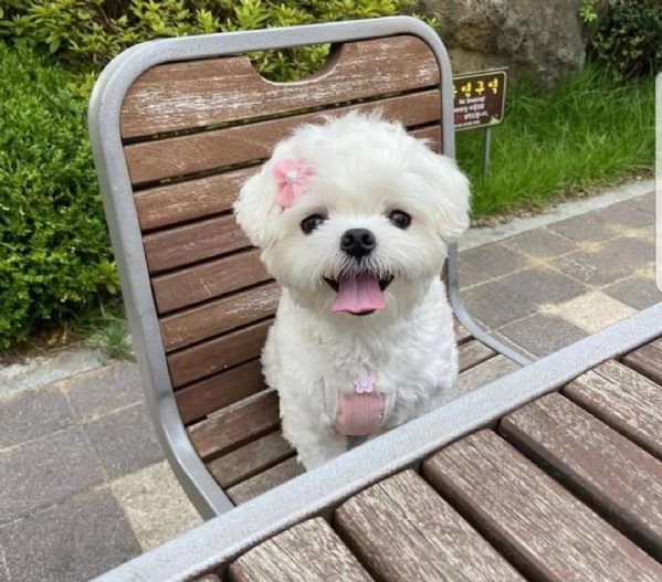 Maltese toy Bianca mini toy  | Foto 0