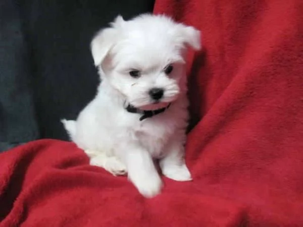Maltese toy Bianca mini toy 