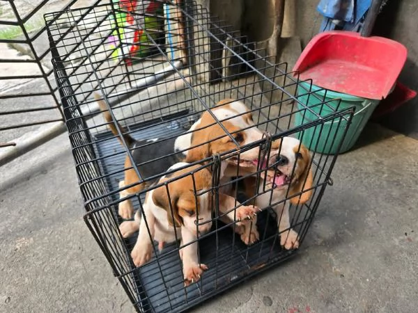  Cuccioli beagle disponibili  | Foto 0