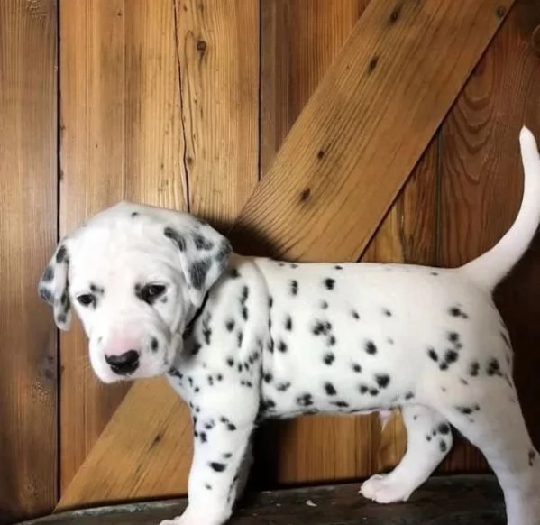 Cucciolo dalmata femmina e maschio | Foto 0
