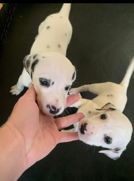 Cucciolo dalmata femmina e maschio