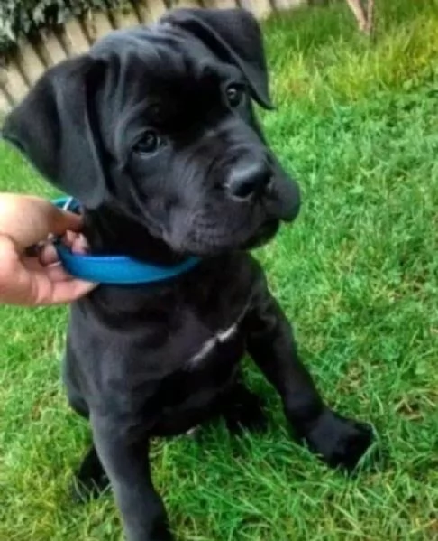 Cane corso nero maschio e femmina 