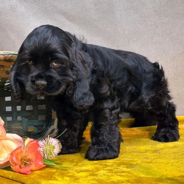 Cucciolo cocker spaniel maschio e femm