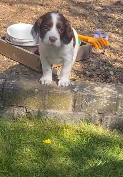 Cucciolo cocker spaniel maschio e femm | Foto 0