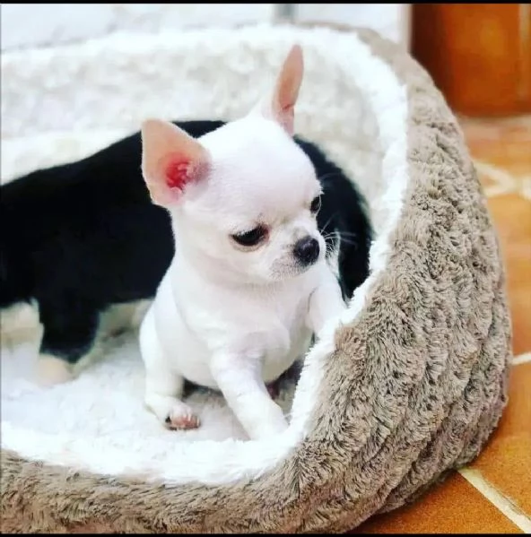 Regalo Chihuahua  mini toy maschio e femmina