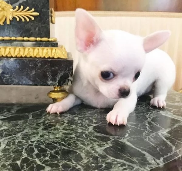 Regalo Chihuahua  mini toy maschio e femmina | Foto 0